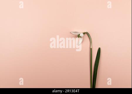 Top view of spring snowdrop flower on pink background. One flower flat lay, copy space. Stock Photo