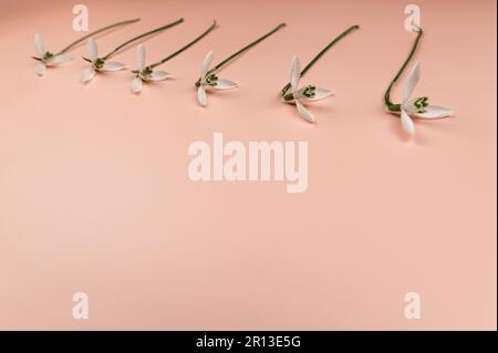 White snowdrops flowers on pink background. Spring flowers flat lay, copy space. Stock Photo