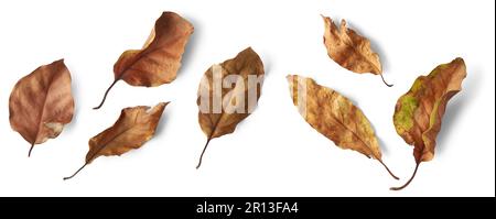 set of dry leaves, dead, dehydrated and discolored fallen leaves, common during fall season, isolated on white background Stock Photo