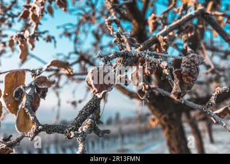 Frosty leaves on an apple tree on a sunny winter morning Stock Photo