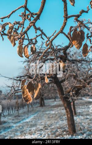Frosty leaves on an apple tree on a sunny winter morning, vertical Stock Photo