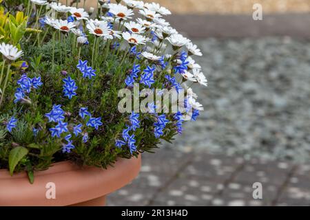 Moroccan Daisy and Lithodora Diffuser 'Star' planted together in a pot. Stock Photo