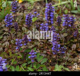 Ajuga Reptans 'Catlin's Giant' flowers. Also known as Bugle or Bugleherb. Stock Photo