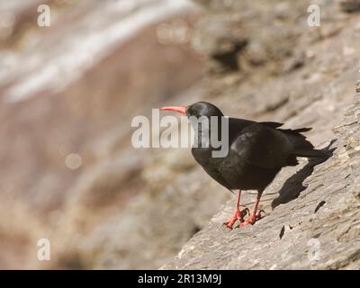 Red-billed Chough (Pyrrhocorax pyrrhocorax) perched on coastal cliff edge, Cornwall, UK, April. Stock Photo