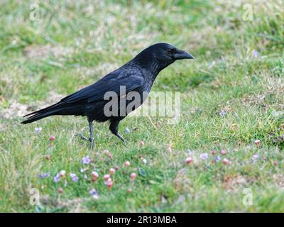 Carrion crow (Corvus corone) foraging on clifftop grassland, Cornwall, UK, April Stock Photo