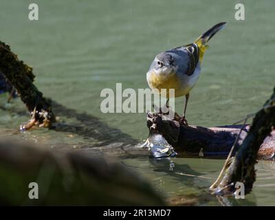 Grey wagtail (Motacilla cinerea) standing on a partly submerged log as it forages for aquatic insects on the Bybrook River, Wiltshire, UK, April. Stock Photo