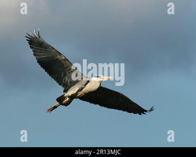 Grey heron (Ardea cinerea) flying from its nest in a treetop colony beside a marshy pool, Magor Marsh, Gwent levels, Monmouthshire, Wales, UK, April. Stock Photo