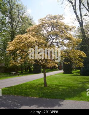Sycamore Maple (Acer pseudoplatanus) Stock Photo