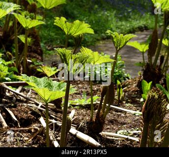 Young Gunnera manicata backlit. Stock Photo
