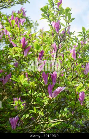 Lily Magnolia (Magnolia liliiflora ) 'Susan' flowering in the spring sunshine. Stock Photo