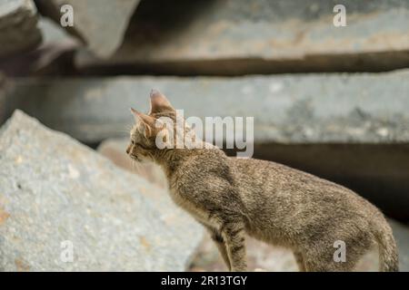 Close-up of hand stroking cat indoors Stock Photo