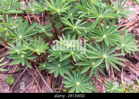 Lupine perennial lat. Lupinus perennis is a species of herbaceous plants from the subgenus Platycarpos of the genus Lupine of the Legume family. Lupin Stock Photo