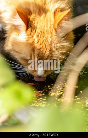 Cat drinking water from a garden pond Stock Photo