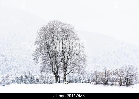 Large deciduous tree in a snowy field on a cloudy winter day, copy space Stock Photo