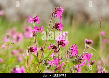Silene dioica, known as red campion and red catchfly, is a herbaceous flowering plant in the family Caryophyllaceae Stock Photo