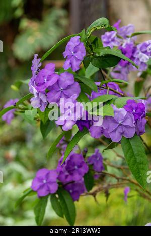 Brunfelsia pauciflora is a species of flowering plant in the family Solanaceae, the nightshades Stock Photo
