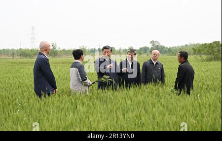 Cangzhou, China's Hebei Province. 11th May, 2023. Chinese President Xi Jinping, also general secretary of the Communist Party of China Central Committee and chairman of the Central Military Commission, learns about the cultivation of crops tolerant of drought and alkalinity in a wheat field in Cangzhou, north China's Hebei Province, May 11, 2023. Xi on Thursday visited the city of Cangzhou in north China's Hebei Province. Credit: Li Xueren/Xinhua/Alamy Live News Stock Photo