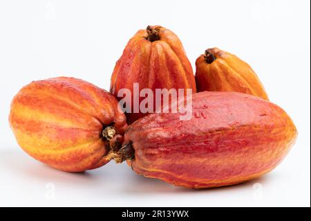 Wet shiny yellow color cacao pods in pile isolated on white studio background Stock Photo