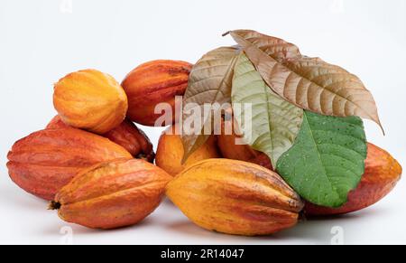Healthy colorful fresh cacao pods covered with green leafs isolated on white studio background Stock Photo