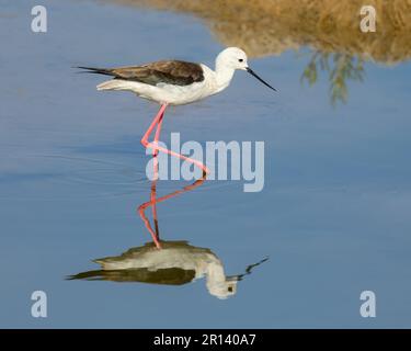 Black-winged stilt, Himantopus himantopus, with long pink legs wading through calm waters, mirror imaging, Gran Canaria, Spain Stock Photo