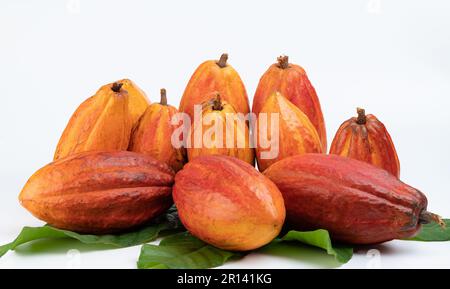 Yellow cacao fruits pile with green leafs isolated on white studio background close up view Stock Photo