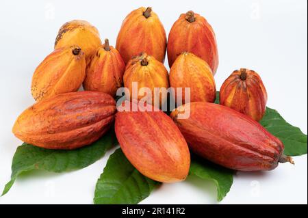 Cacao harvest pods with leafs isolated on white studio background Stock Photo