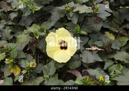 Green plants blossom into bright and beautiful yellow flowers amid green leaves in the autumn Stock Photo