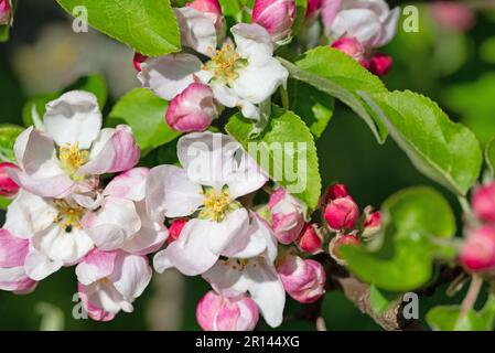 Blossoming apple tree, malus, in spring in a close-up Stock Photo