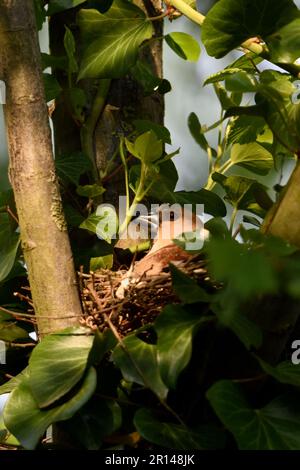 well hidden... Hawfinch ( Coccothraustes coccothraustes ) on nest, female adult bird nesting, breeding Stock Photo
