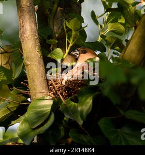 well hidden... Hawfinch ( Coccothraustes coccothraustes ) on nest, female adult bird nesting, breeding Stock Photo