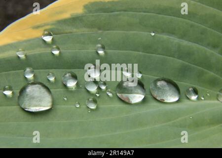 Lily leaf with water droplets macro Stock Photo