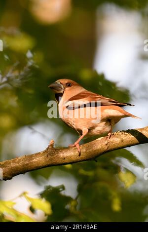 on the move... Hawfinch ( Coccothraustes coccothraustes ), female adult bird in the forest in late light Stock Photo