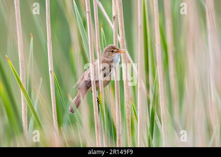 Common reed warbler (Acrocephalus scirpaceus) perched in reedbed along lake in spring Stock Photo