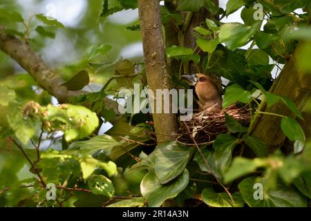 Enticement... Hawfinch ( Coccothraustes coccothraustes ) at nesting site, brooding female stretches for a caterpillar Stock Photo