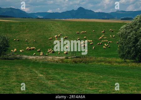 Beautiful summer landscape: valley - meadows with green grass, trees, grazing sheep and mountains - High Tatras - on the horizon, white clouds on blue Stock Photo