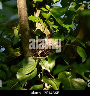 well hidden... Hawfinch ( Coccothraustes coccothraustes ) at nesting site, breeding site Stock Photo