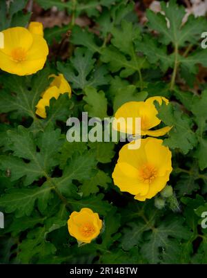 A woodland poppy (Stylophorum diphyllum), aka Celandine popy and wood poppy, growing in Virginia, USA Stock Photo