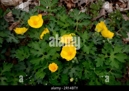 A woodland poppy (Stylophorum diphyllum), aka Celandine popy and wood poppy, growing in Virginia, USA Stock Photo