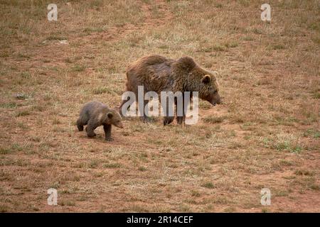 Female bear with her cub eating grass in the mountains. calf, brown dog, solitary, food, front view Stock Photo