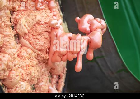 Spraying foam texture. Polyurethane foam close up. Stock Photo