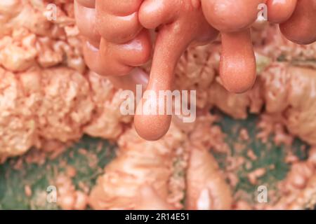 Spraying foam texture. Polyurethane foam close up. Stock Photo