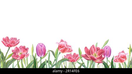 Floral seamless horizontal border with pink tulips isolated on white background. Panoramic spring illustration for fabric, textile, wrapping, banners Stock Photo