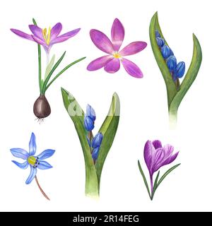 Watercolor set of blooming crocuses, scilla flowers (Scilla siberica) isolated on white background. Botanical illustration for card, book design Stock Photo