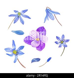 Watercolor set of blooming crocus, scilla flowers (Scilla siberica) isolated on white background. Botanical illustration for card, book design Stock Photo