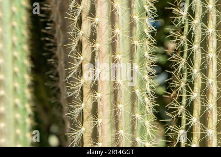 Close-up view of green cactus leaf as a background. Stock Photo
