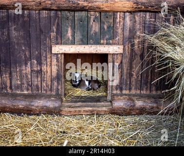 A brown goat lying down on hay in a wooden barn. Stock Photo