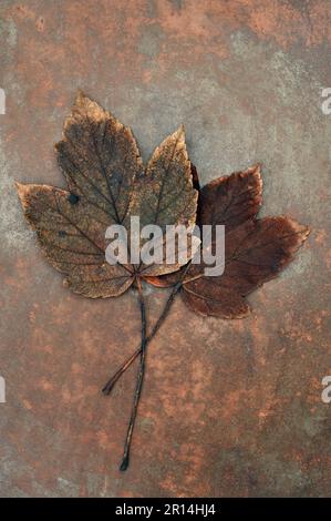 Two autumnal brown leaves of Sycamore or Great nmaple or Acer pseudoplatanus lying on tarnished copper Stock Photo