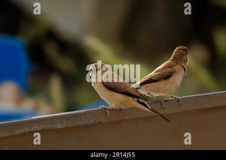two indian silverbill or white-throated munia , Stock Photo