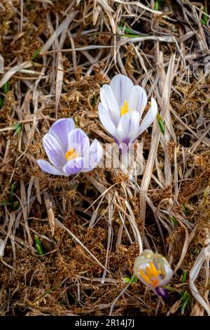 Wild purple crocuses blooming in their natural environment in the forest. Crocus Albiflorus Stock Photo