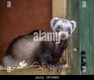 polecat ferret in its hutch Stock Photo